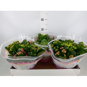 Kalanchoe blos.   ..rosebud mix/pot