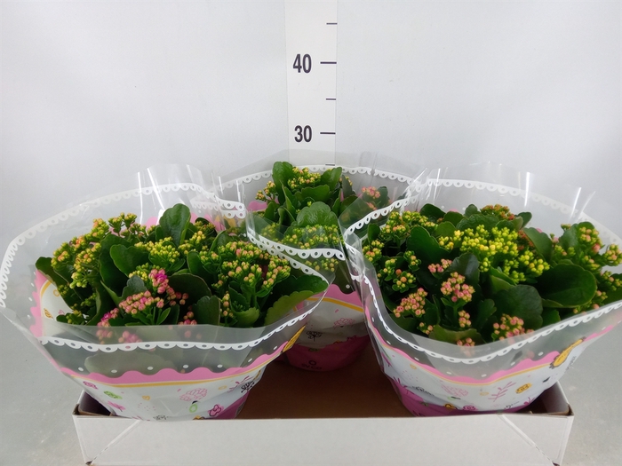 <h4>Kalanchoe blos.   ..rosebud mix/pot</h4>