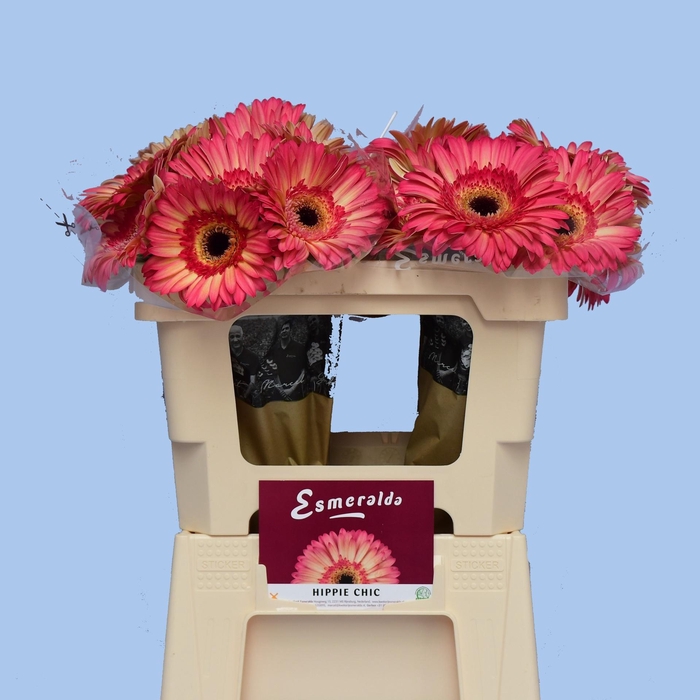 <h4>GE GR HIPPIE CHIC</h4>