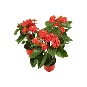 Anthurium XL.10 Mauii Red 14cm