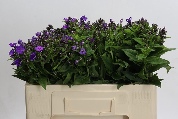 <h4>Phlox Crissy</h4>