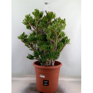 Crassula ovata 'Hobbit'