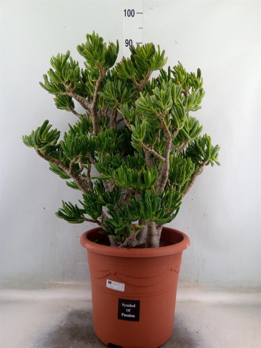 <h4>Crassula ovata 'Hobbit'</h4>