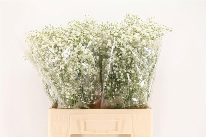 <h4>GYPS GYPSO QUEEN</h4>