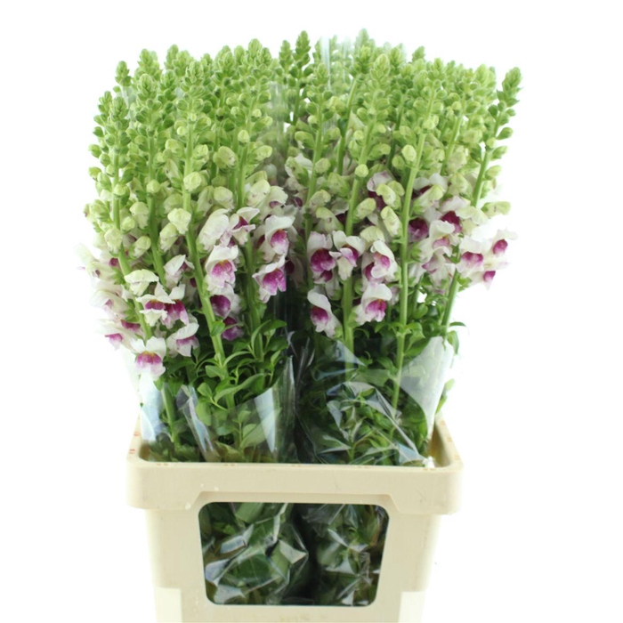 <h4>Antir Op Cherry Twist</h4>