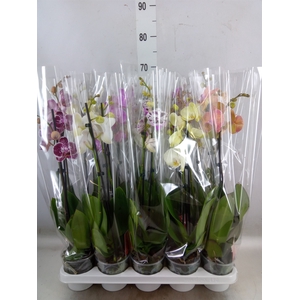 Phalaenopsis   ...mix