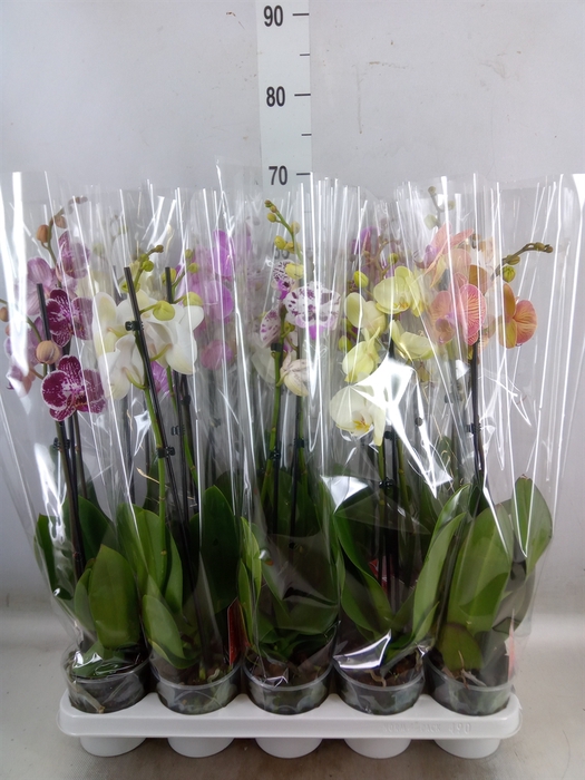 <h4>Phalaenopsis   ...mix</h4>