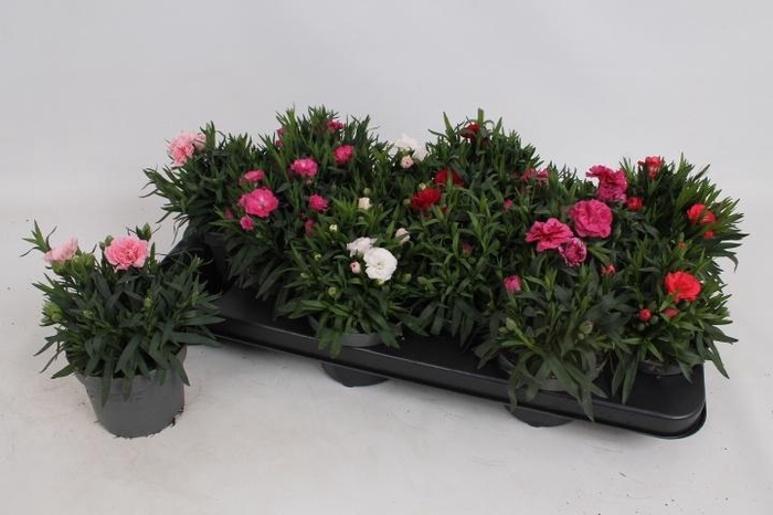 <h4>DIAN OSC GEM</h4>