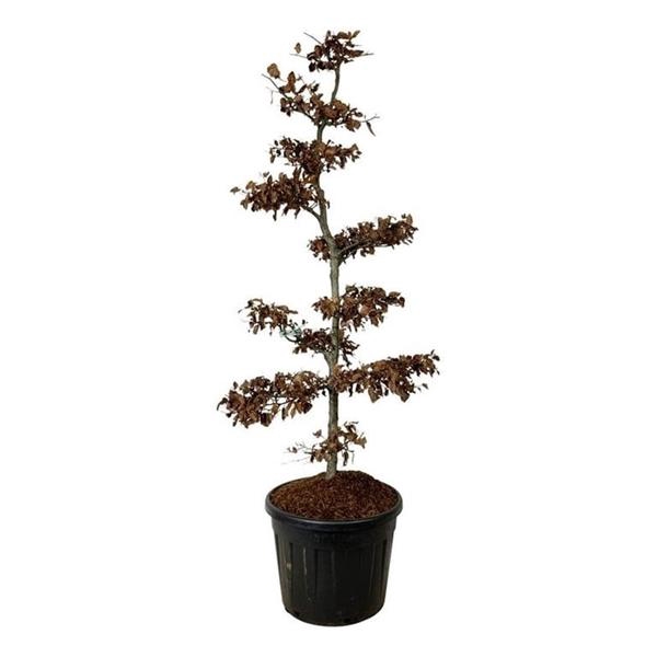 <h4>Fagus sylvatica</h4>