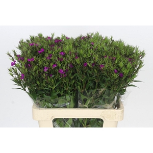 Dianthus Br Amazon Neon Purple