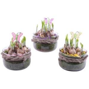 Bulbs Arr. Narcis Glass Bowl with Rope Ø16cm