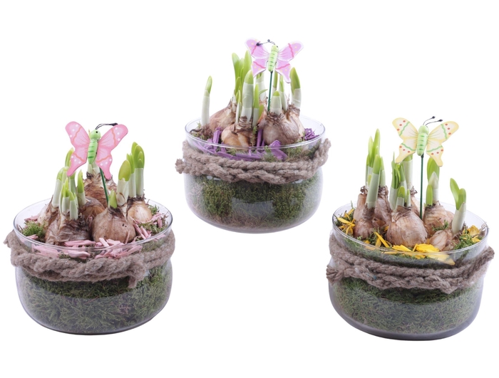 <h4>Bulbs Arr. Narcis Glass Bowl with Rope Ø16cm</h4>