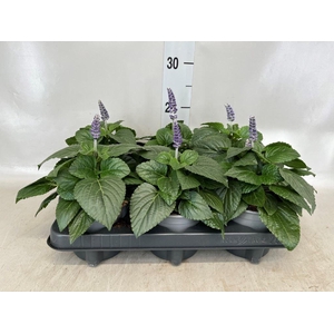 Salvia  'Mysty'