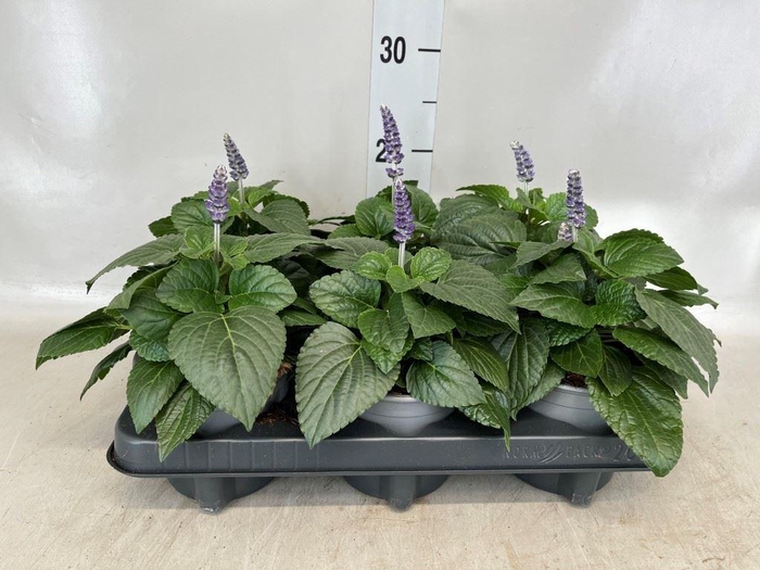 <h4>Salvia  'Mysty'</h4>