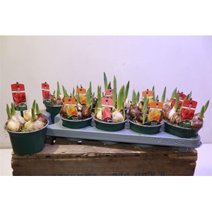 arr8 Tul Gem 3 Kleuren