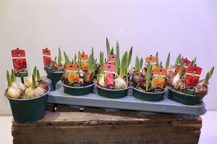 <h4>arr8 Tul Gem 3 Kleuren</h4>