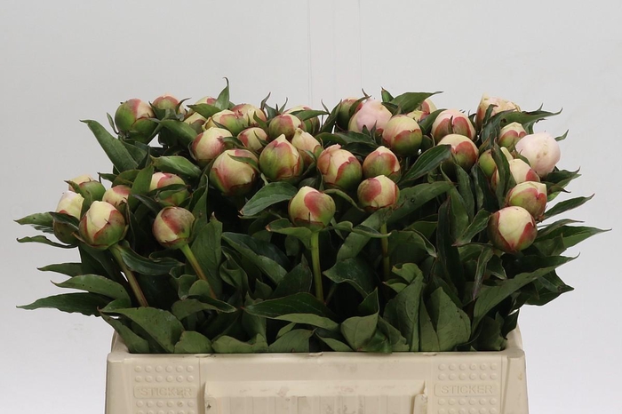 <h4>Paeonia Noemi Demay</h4>