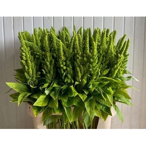 Amar Ov Groen Ex 90cm