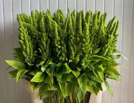 <h4>Amar Ov Groen Ex 90cm</h4>
