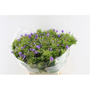 Phlox Van Gogh Blue