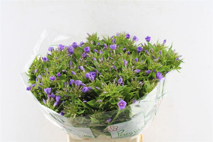 <h4>Phlox Van Gogh Blue</h4>