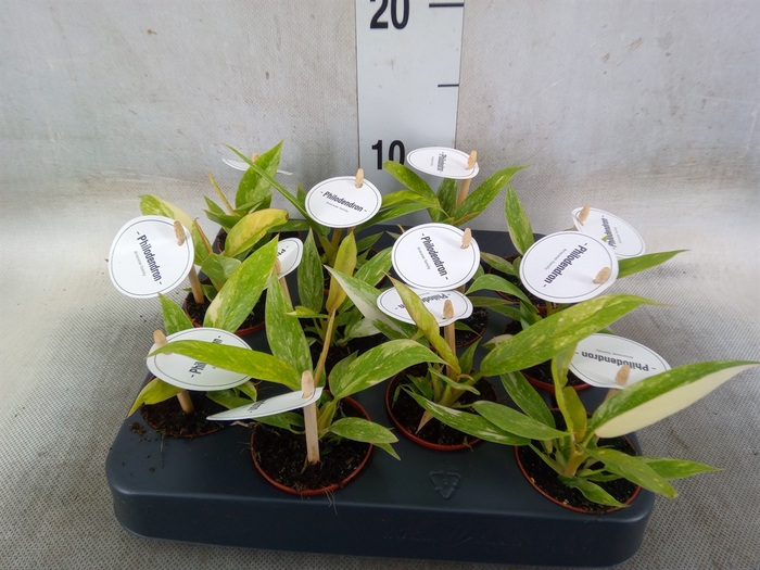 <h4>Philodendron   ...</h4>