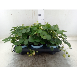 Fragaria   ...