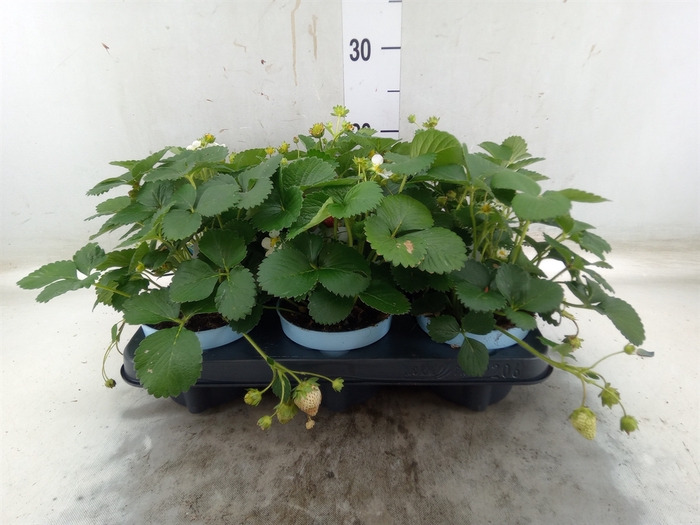 <h4>Fragaria   ...</h4>