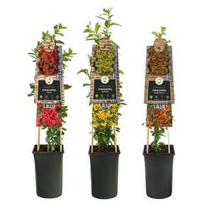 Mixshelf Pyracantha +3.0 label