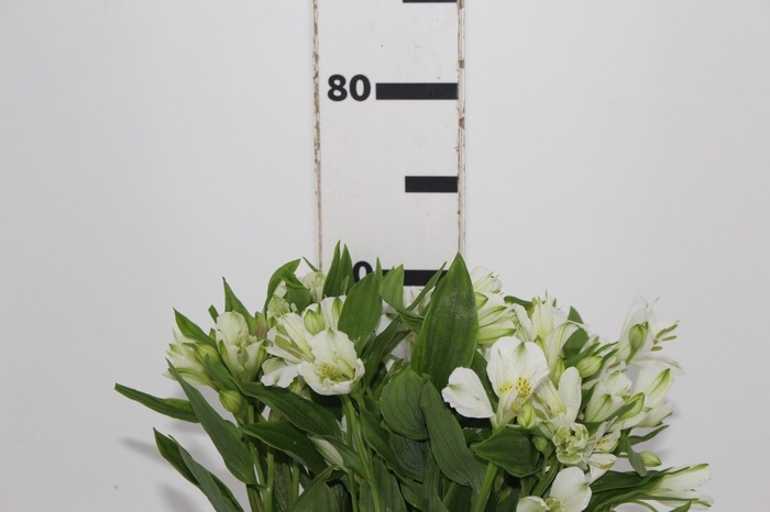 <h4>ALSTROEMERIA WHISTLER 080 CM</h4>