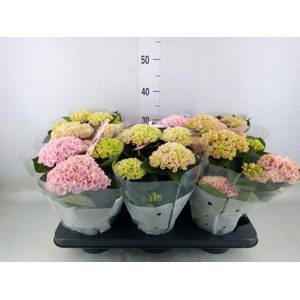 Hydrangea mac. 'Magical Revolution'