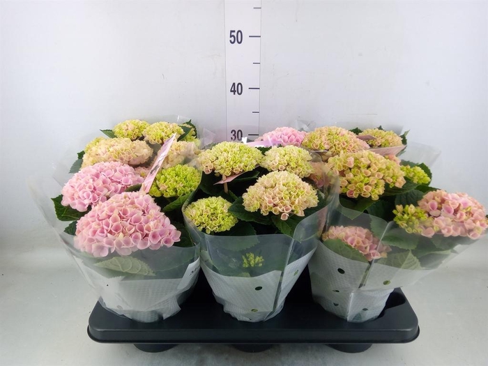 <h4>Hydrangea mac. 'Magical Revolution'</h4>