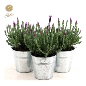 Lavandula st. 'Anouk'® Collection P15 in Zinc Old-Look