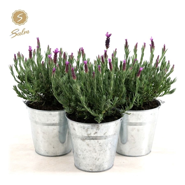 Lavandula st. 'Anouk'® Collection P15 in Zinc Old-Look