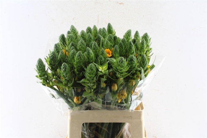 <h4>Ornit Db Gold Star</h4>