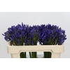 Agapanthus Uri