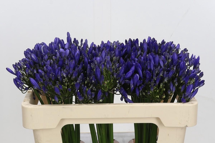 Agapanthus Uri
