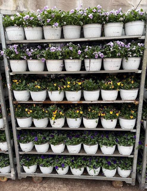 <h4>VIO CORNUTA</h4>