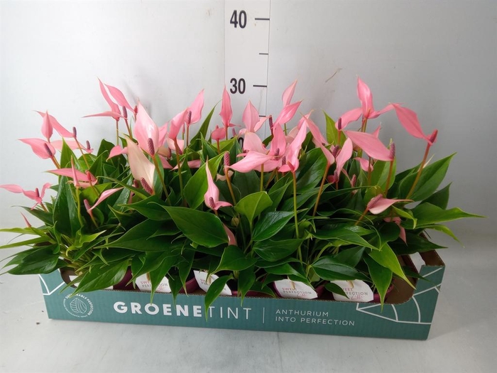 <h4>Anthurium andr. 'Lilli'</h4>