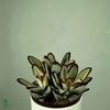 KALANCHOE TOMENTOSA