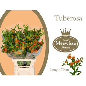 Asclepias Tuberosa
