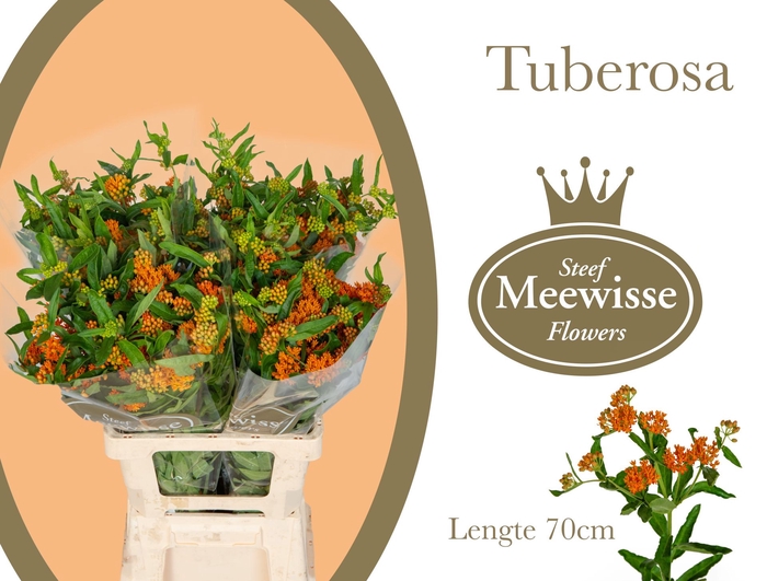 <h4>Asclepias Tuberosa</h4>
