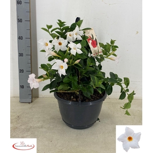 MANDE SUN WHITE