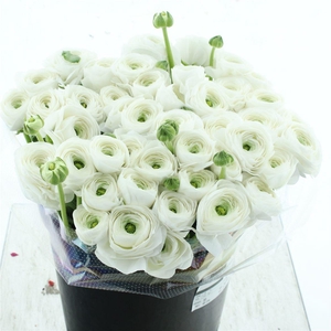 Ran Su Sr Cloud White Extra