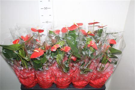 <h4>Anthu A Easy Red 4+</h4>