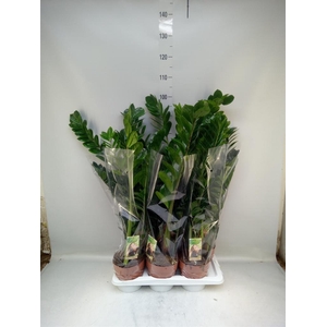 Zamioculcas zamiifolia