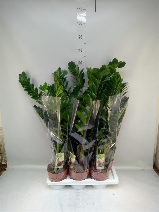 <h4>Zamioculcas zamiifolia</h4>