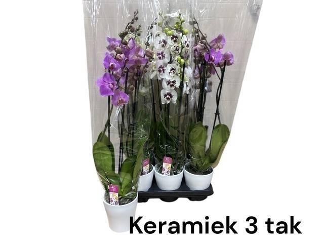 <h4>ARR PHALA MT 14+</h4>