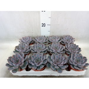 Echeveria  'Orion'