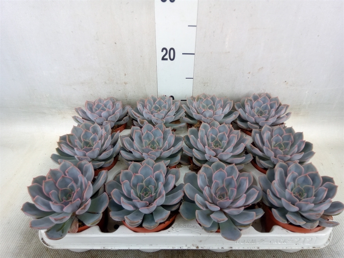 <h4>Echeveria  'Orion'</h4>